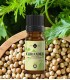 Coriander pure essential oil