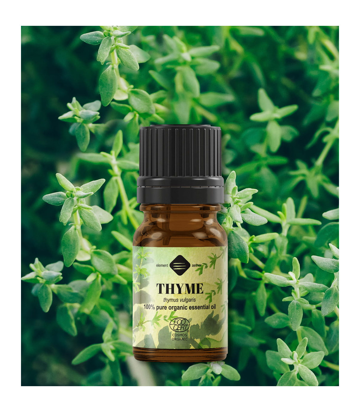 Cimbru BIO ulei esenţial (thymus vulgaris), 5 ml