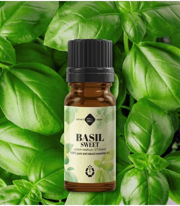 Basil sweet pure essential oil